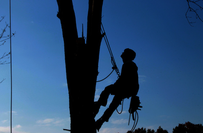 Tree Service