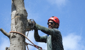 Tree Service
